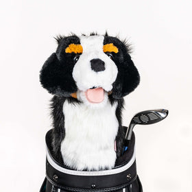 Daphne's Burnese Mountain Dog Headcover